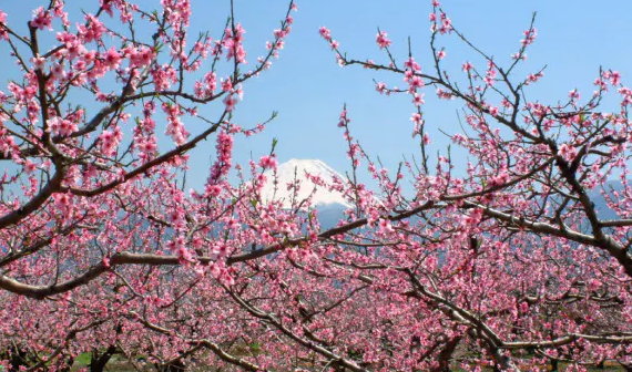 桃の木と富士山